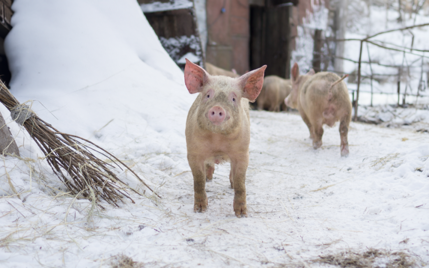 varkens in de sneeuw