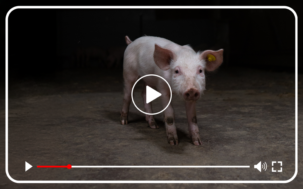 Varken in stal tv-spot