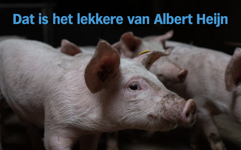 Het lekkere van Albert Heijn varken