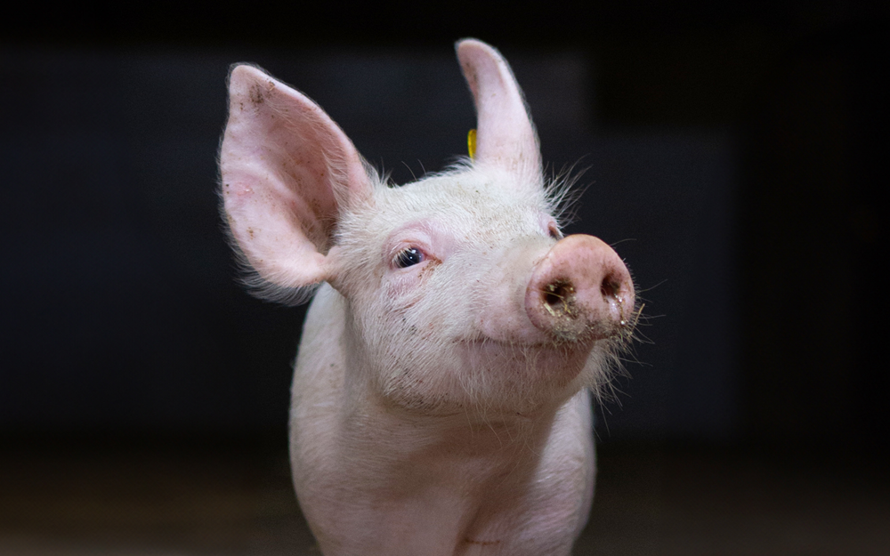 noodbericht varkens
