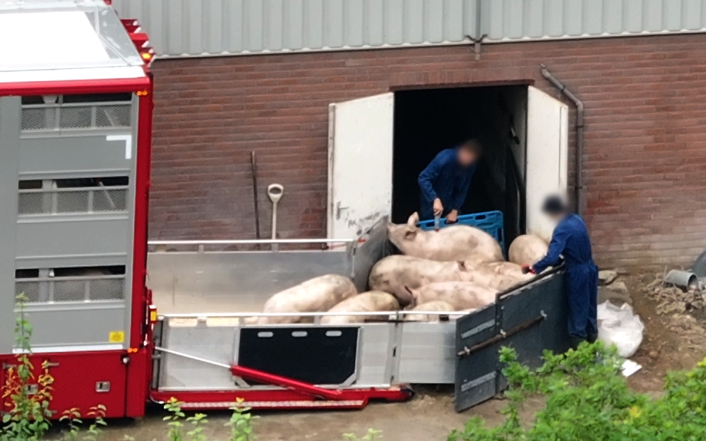 verbod op tasers