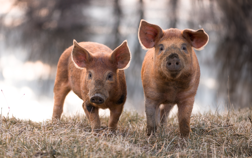 winterse varkens
