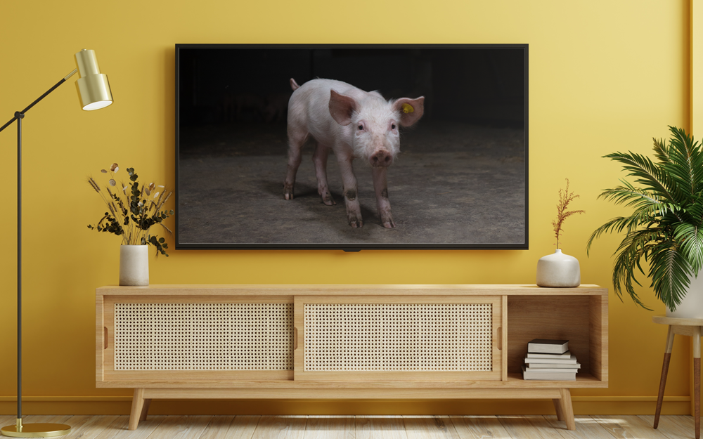 Varken in stal tv-spot woonkamer
